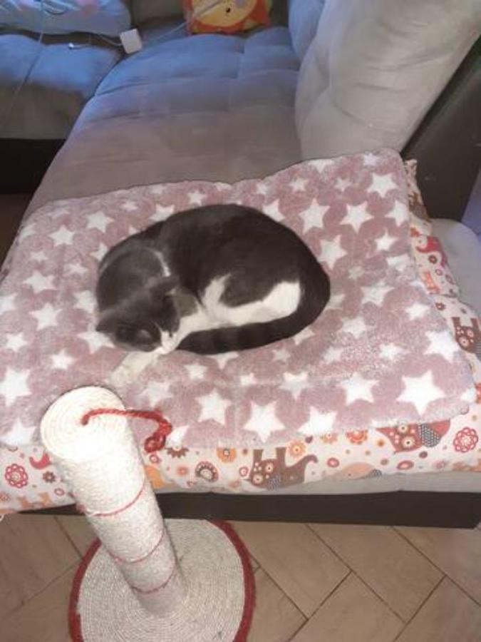 The Awesome House With The Bomber Cat Apartment ลูโก ภายนอก รูปภาพ